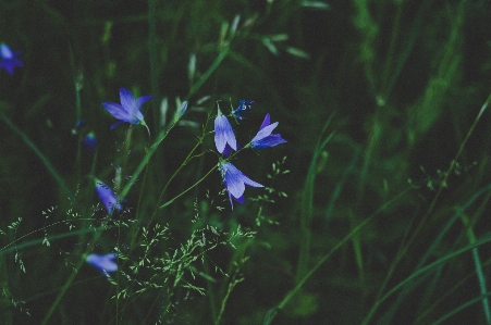 çiçek mavi bitki harebell Fotoğraf