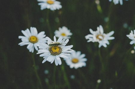 Flower daisy oxeye white Photo