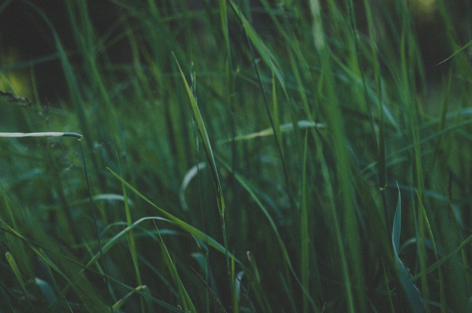 Green grass water plant