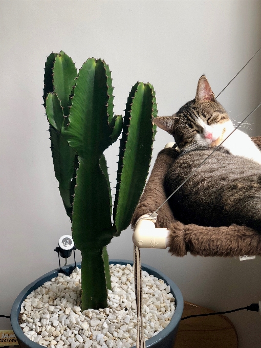 Kaktus
 katze anlage blume