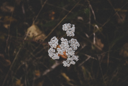 花 植物 葉 春 写真