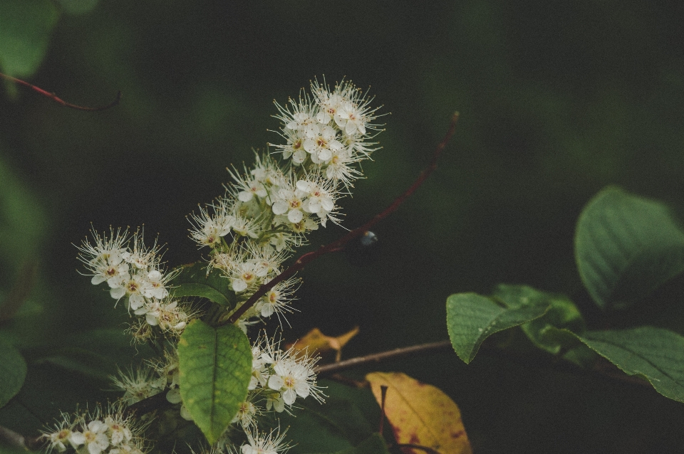 Fiore pianta foglia fiorita
