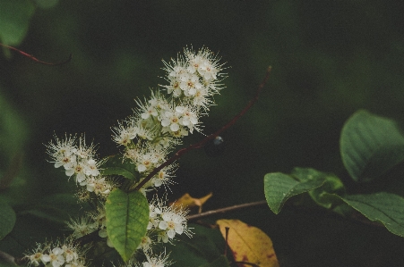 花 植物 葉 開花植物
 写真