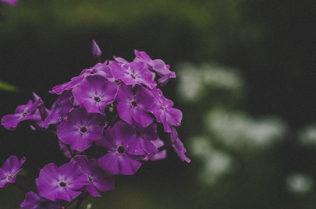 Flower purple petal pink Photo