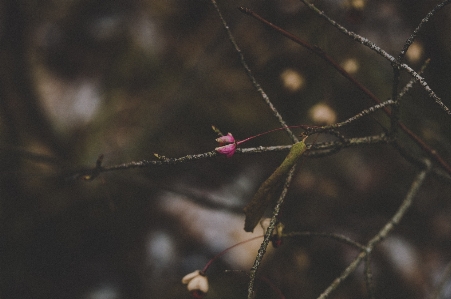 Branch twig leaf plant Photo