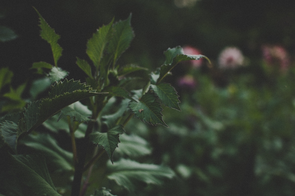 绿色的 叶子 自然 植被