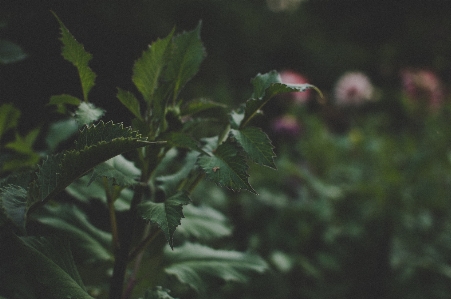 Green leaf nature vegetation Photo