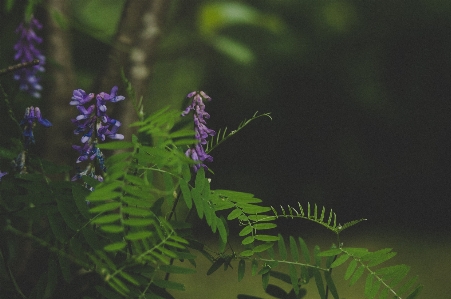 Foto Flor verde plantar vegetação