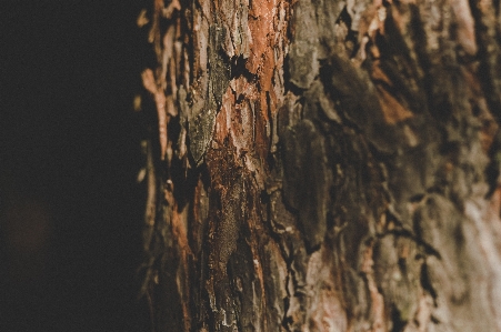 Muschelrinden-hickory
 baum stamm holz Foto