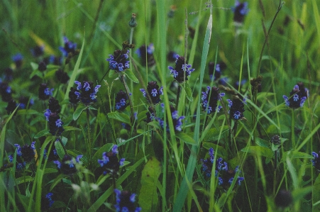 Blühende pflanze
 blume anlage blau Foto