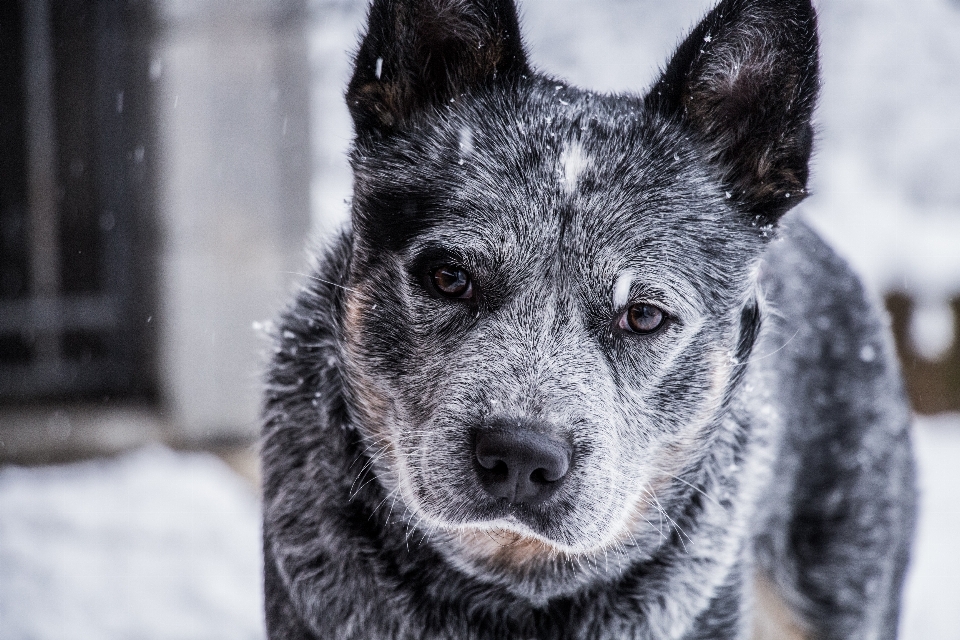 Anjing mamalia bertulang belakang
 canidae
