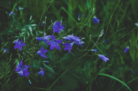 Blühende pflanze
 blume glockenblume blau Foto