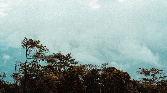 Foto Langit awan pohon alam