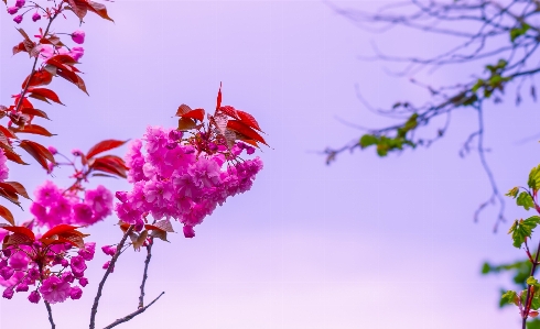 花 ピンク 植物 ブランチ 写真