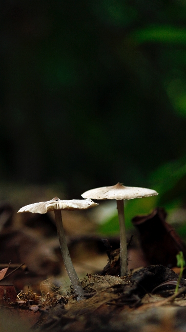 Pilz natur agaricaceae
 grün