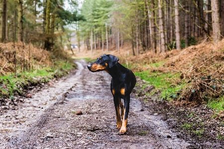 Foto Anjing bertulang belakang
 canidae
 mamalia