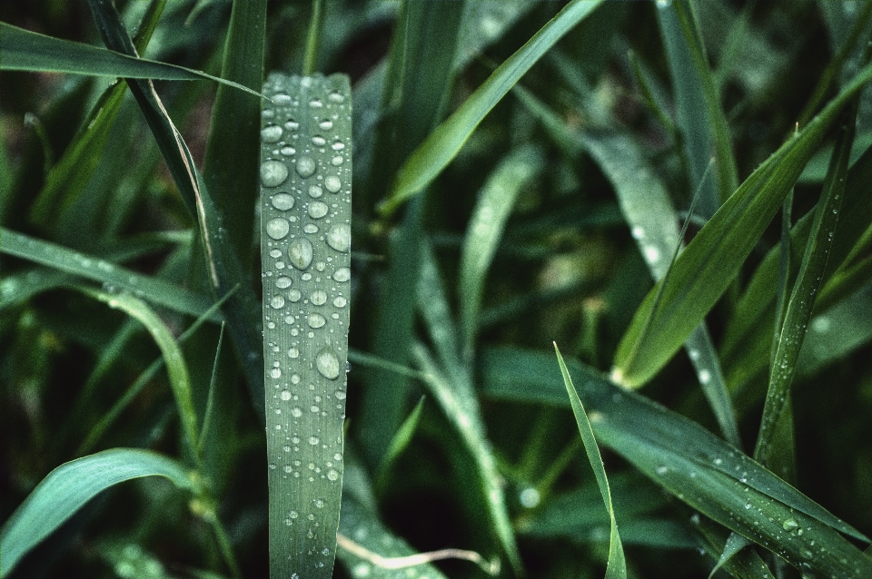 Terrestrial plant water leaf