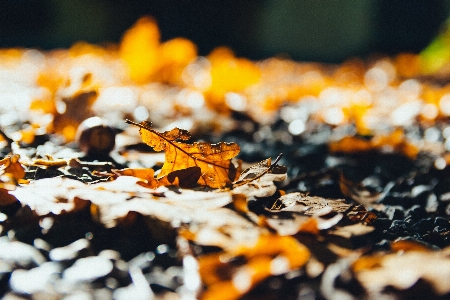 Blatt orange herbst nahaufnahme
 Foto