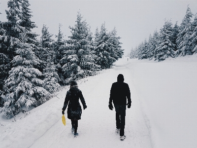 Photo Neige hiver blanc arbre