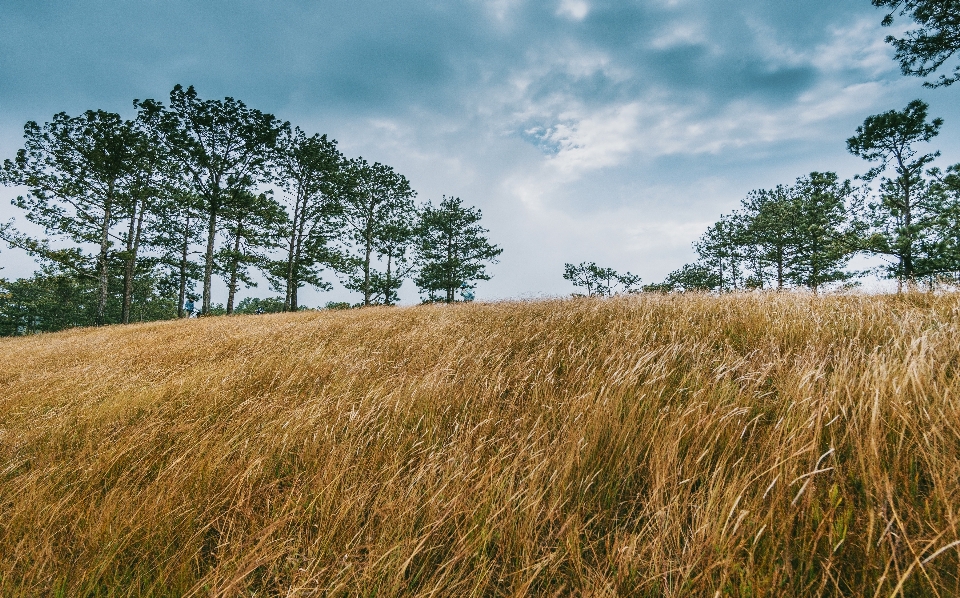 Natural landscape grassland environment grass