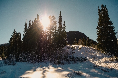 Snow winter nature tree Photo