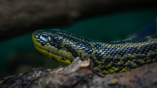 Photo Reptile serpent à l'échelle
 couleuvre
