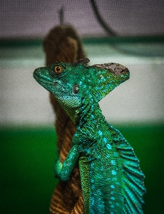 Green reptile lizard scaled Photo