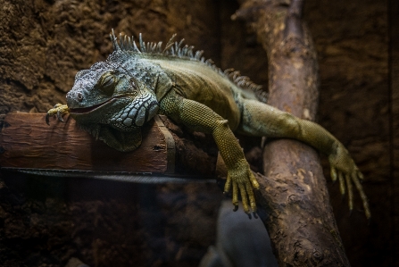 Photo Reptile iguane iguane
 lézard