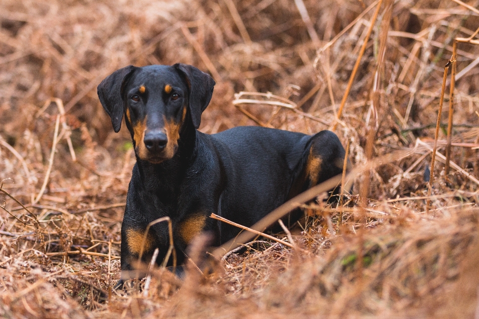 犬 哺乳類 脊椎動物
 犬種
