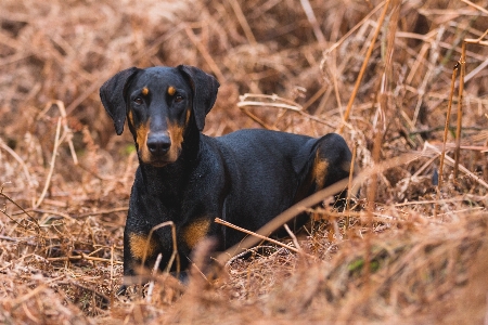 Foto Anjing mamalia bertulang belakang
 ras anjing
