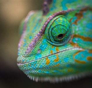 Chameleon reptile lizard iguania Photo