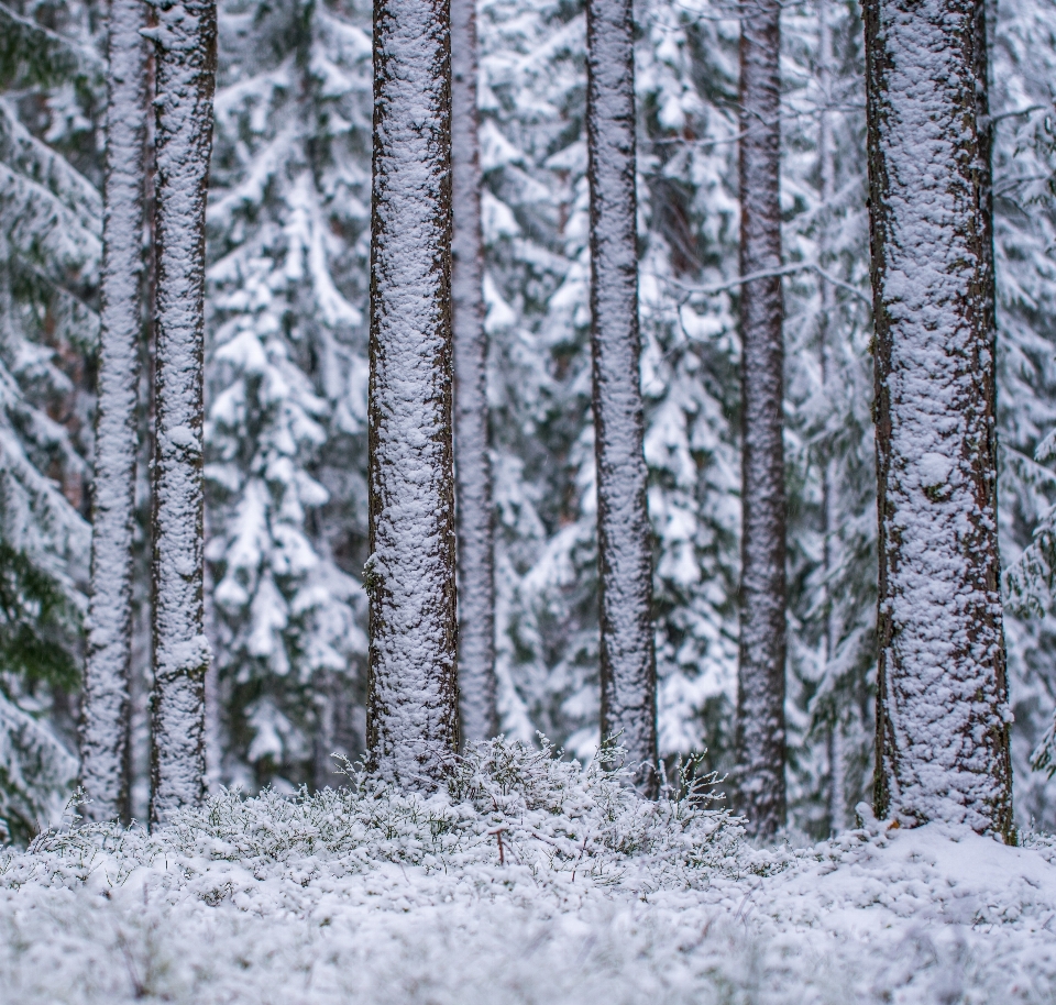 árbol nieve invierno bosque