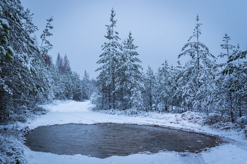 Schnee winter baum natürliche landschaft
