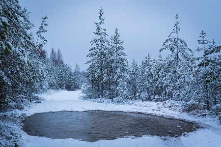 Foto Neve inverno árvore paisagem natural
