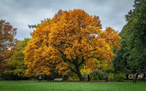 Tree leaf autumn natural landscape Photo