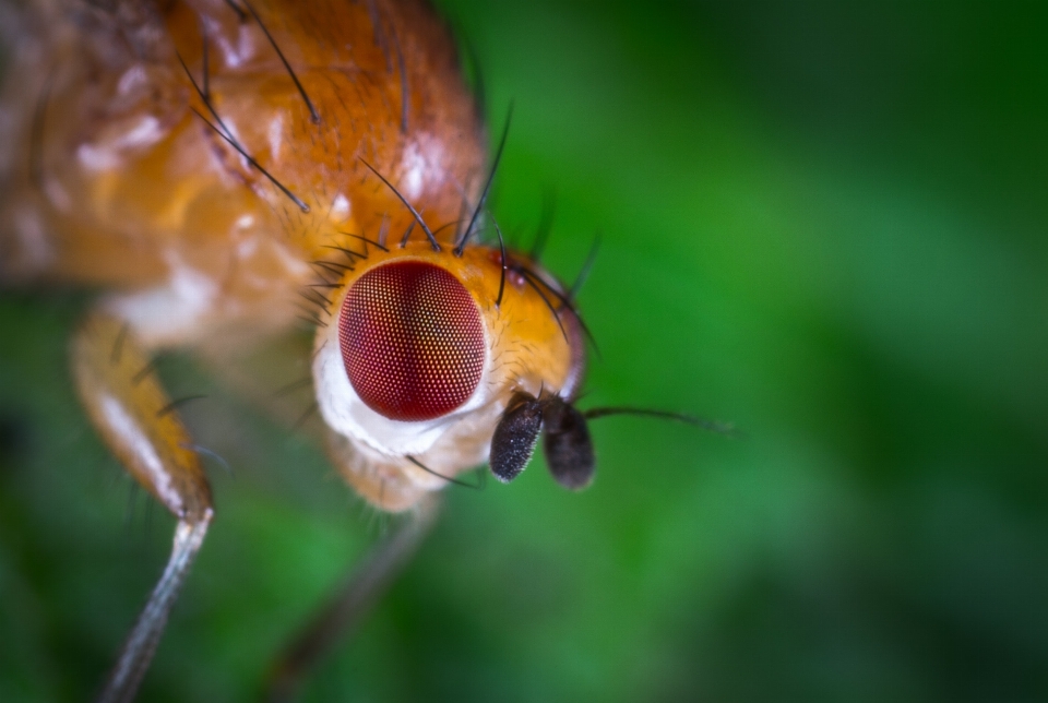 Insecto fotografía macro
 parásito invertebrado