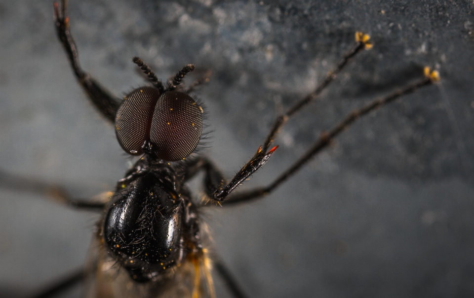 Insecte invertébré ravageur organisme