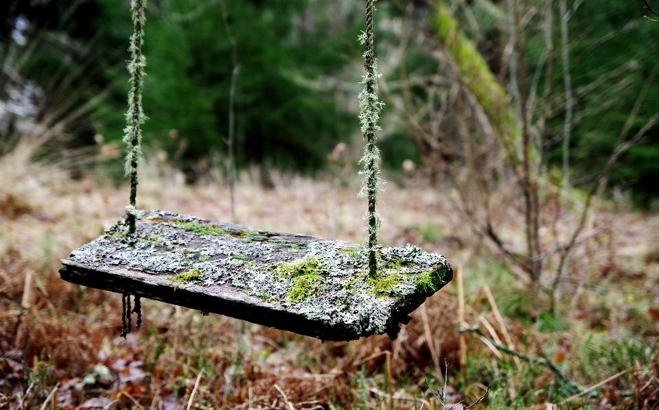 Swing green natural landscape tree