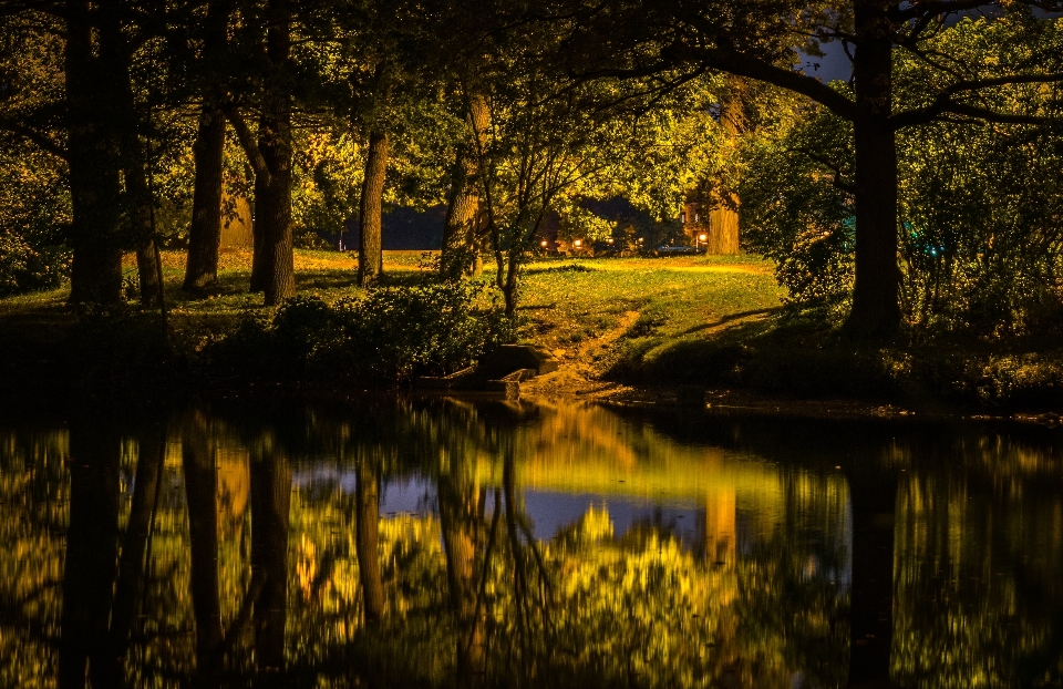 Natural landscape nature reflection tree