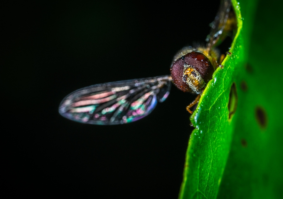 Owad fotografia makro
 szkodnik woda