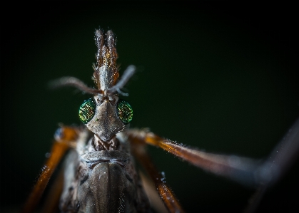 Insect macro photography close up pest Photo