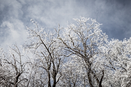 Foto Pohon langit cabang alam