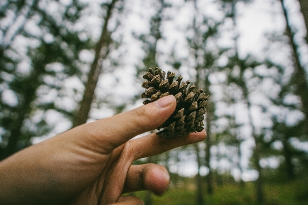 Sugar pine conifer cone hand tree Photo