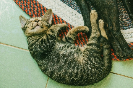 Foto Kucing felidae
 berukuran kecil hingga sedang
 tabi
