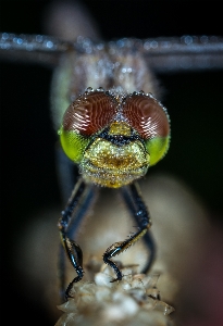 Foto Serangga capung dan damseflies
 fotografi makro
