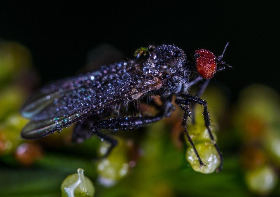 Insecte invertébré macrophotographie
 ravageur