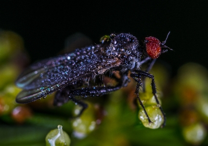 Insect invertebrate macro photography pest Photo