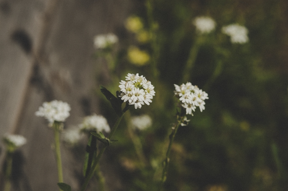 Flower flowering plant wildflower