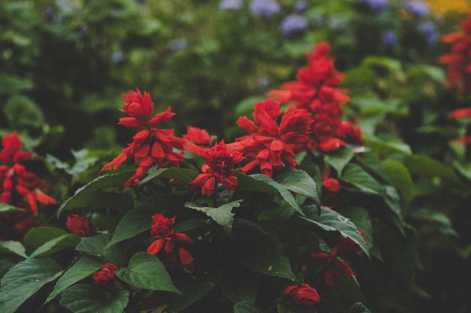 花 赤 植物 葉