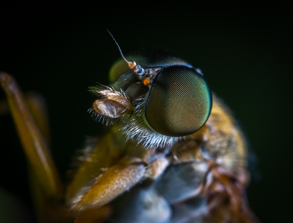 Böcek makro fotoğrafçılık
 ev sineği
 haşere